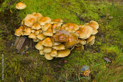 Sulphur Tuft fungi latin name Hypholoma fasciculare  photo