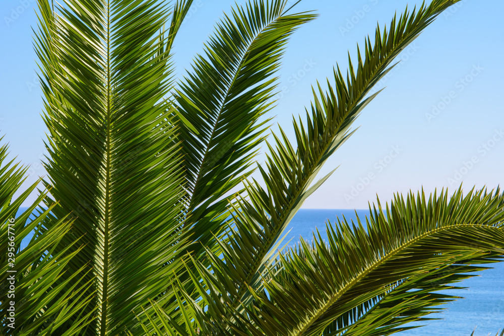 large green palm leaves against blue clear sky and Mediterranean sea large green palm leaves against blue clear sky and Mediterranean sea