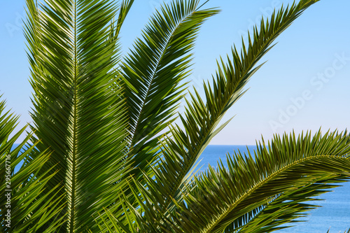 large green palm leaves against blue clear sky and Mediterranean sea