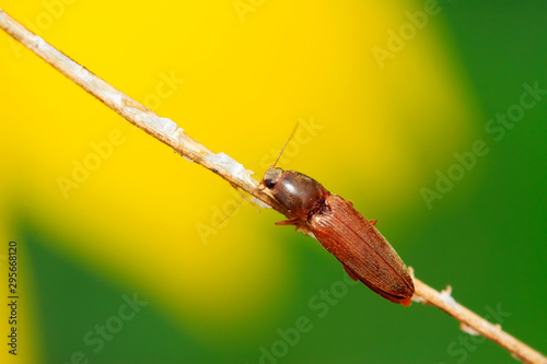 buckle beetles photo