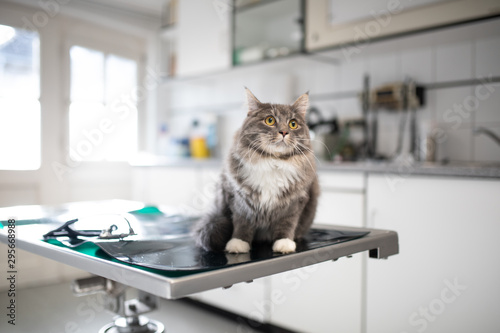 maine coon cat sitting on operating table at the veterinarian looking scared photo