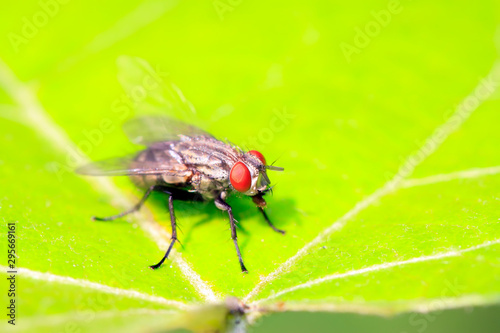 Tachinidae on plant