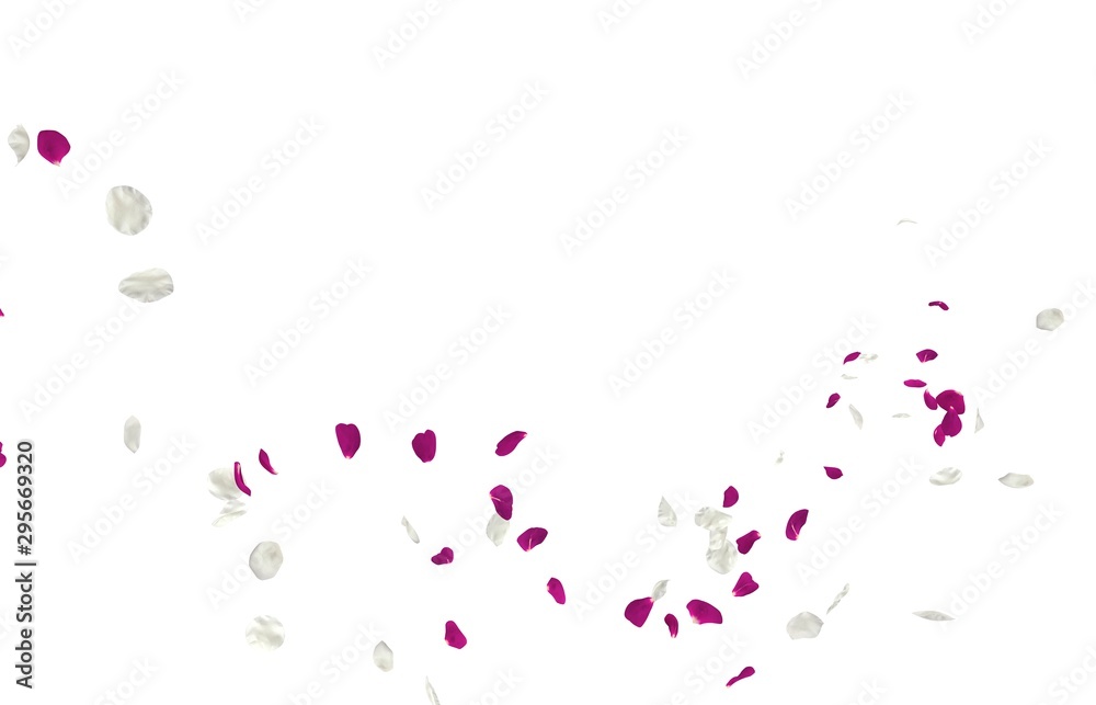 Purple and white rose petals fly in the air. Isolated white background