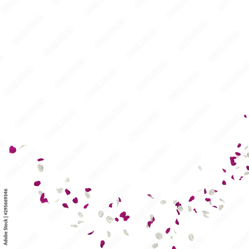 Purple and white rose petals fly in the air. Isolated white background