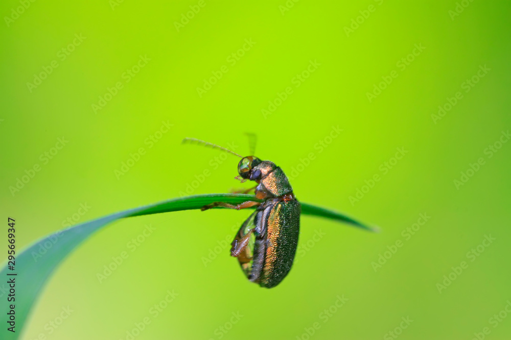 Fototapeta premium leaf beetle on plant