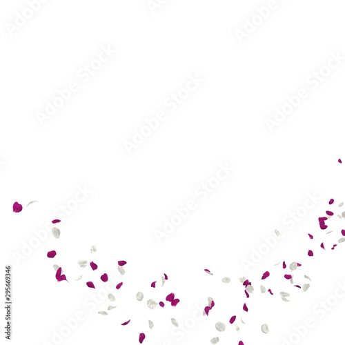 Purple and white rose petals fly in the air. Isolated white background