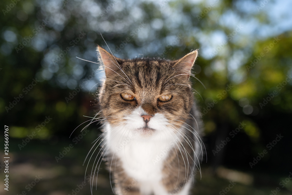 frontal view of tabby white british shorthair cat outdoors in sunlight on a summer day looking at camera seriously