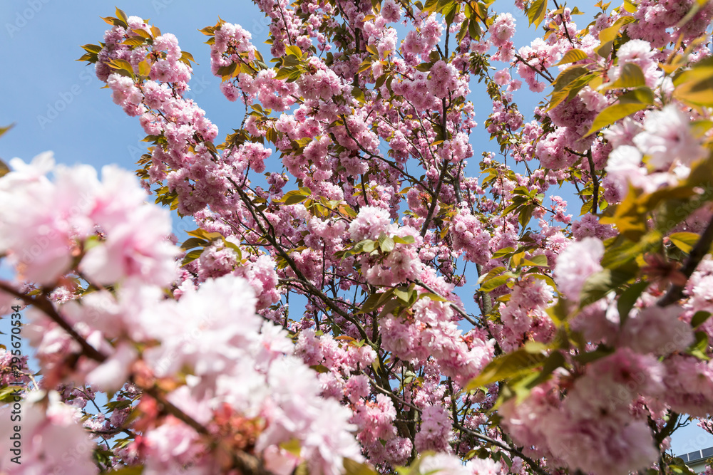 Japanische Kirschblüte in der Frühlingszeit Japanische Kirschblüte in der Frühlingszeit