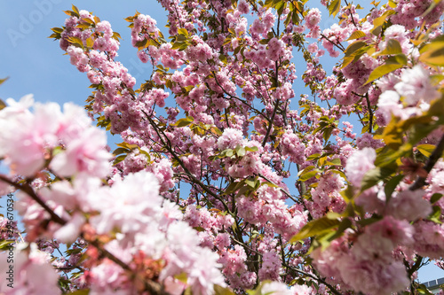 Japanische Kirschblüte in der Frühlingszeit