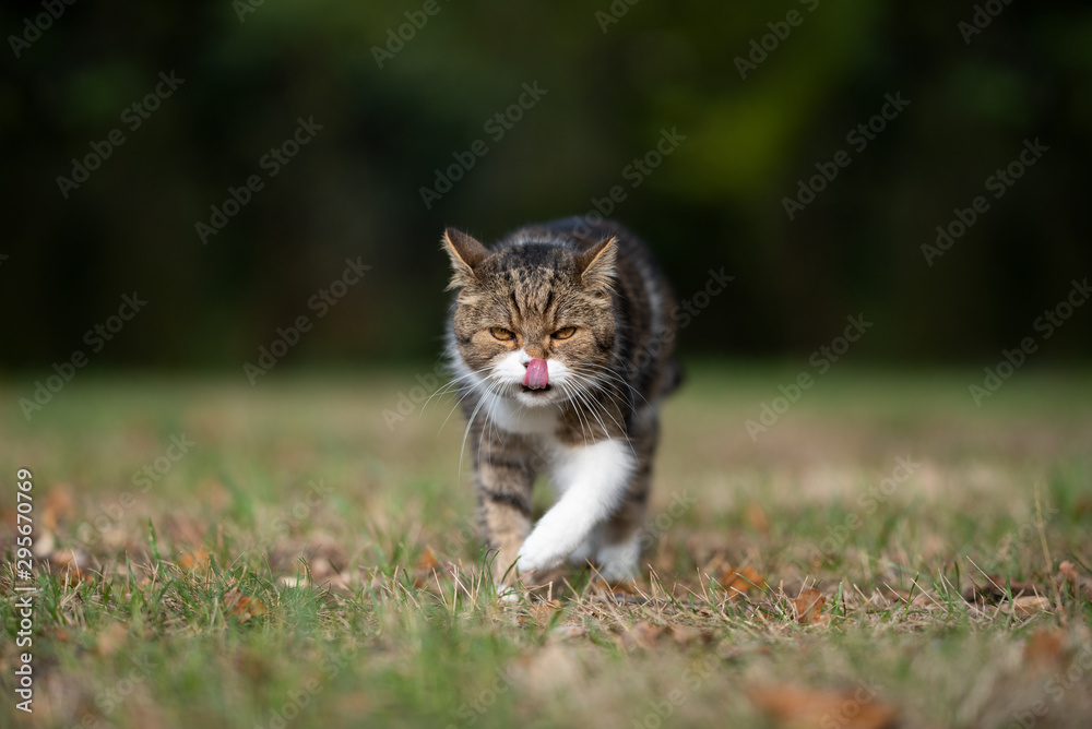 tabby white british shorthair cat walking towards camera outdoors on the prowl licking over lips
