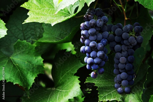 bunches of isabella grapes on a background of bright green foliage
