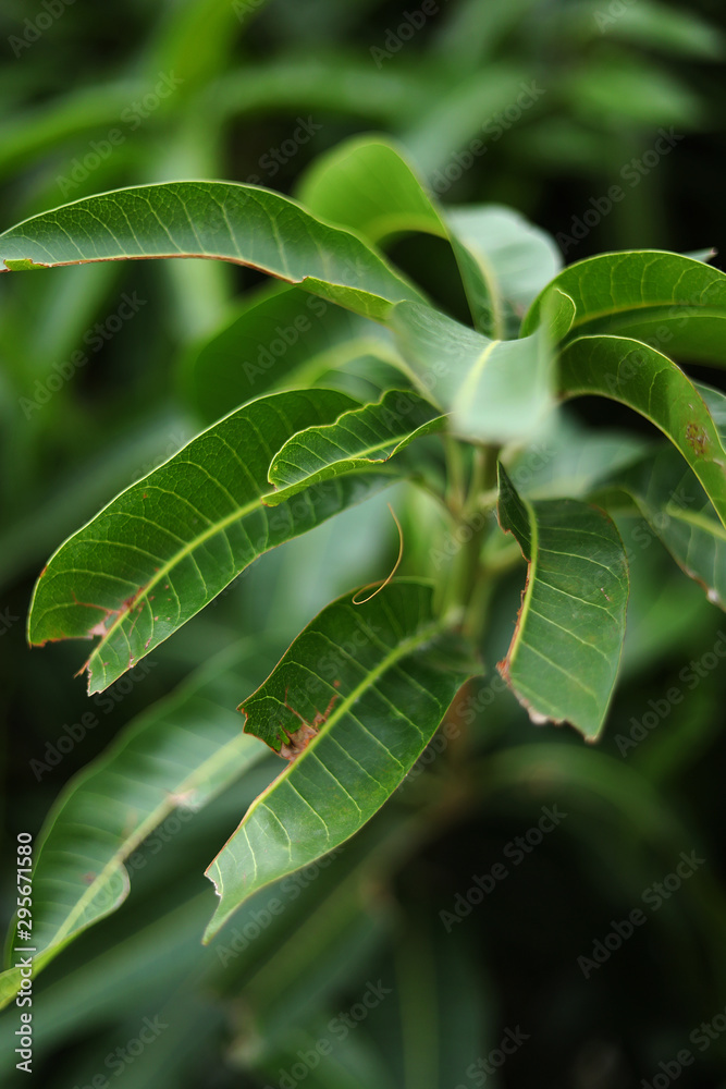 Obraz premium Dried mango leaves still from tree. mango tree leaves
