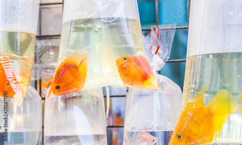 фотографія Bags with tropical fishes for sale