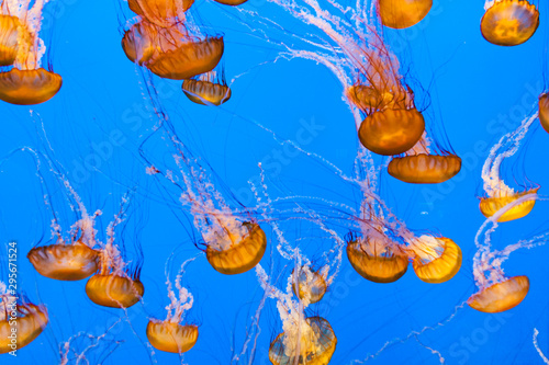 beautiful Jelly fishes in the aquarium with blie background