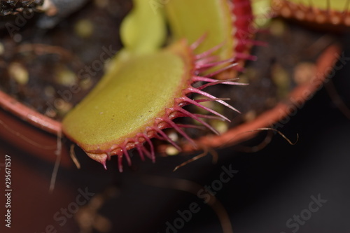muchołówka-roślina owadożerna