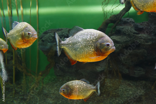 Fototapeta Naklejka Na Ścianę i Meble -  Red piranha (Pygocentrus nattereri), also known as the Red-bellied piranha, Red belly piranha in their habitat