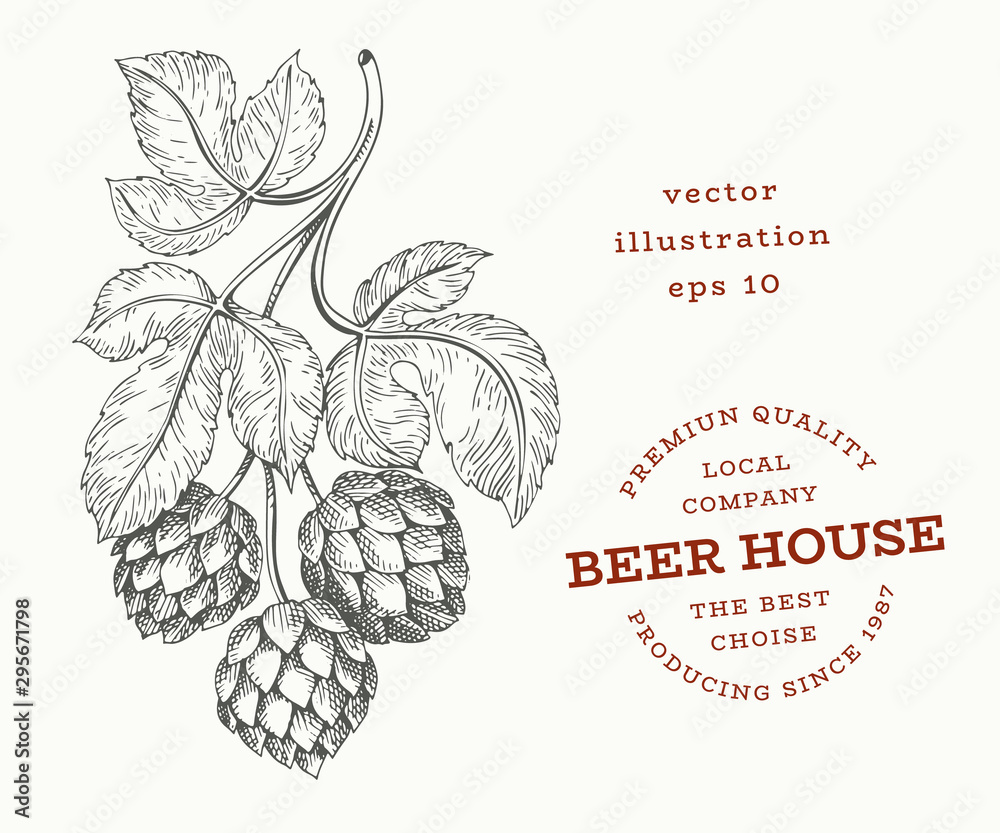 Beer hop illustration. Hand drawn vector botanical illustration. Engraved style. Retro brewery illustration. Beer hop illustration. Hand drawn vector botanical illustration. Engraved style. Retro brewery illustration.