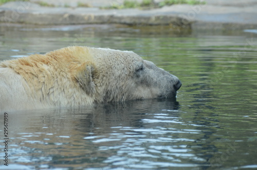 Polar bear swimming in the water