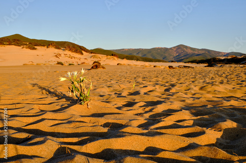 Pancratium Maritimum, sand lily growth in Dune di Piscinas, Sardinia, Italy