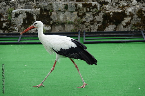 Cigogne Blanche photo