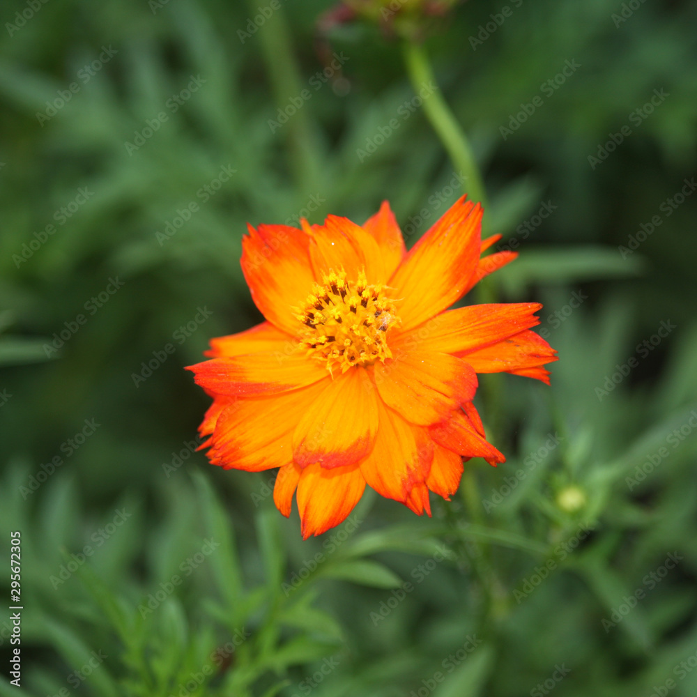 Garden Cosmos Flower blooming in the garden Garden Cosmos Flower blooming in the garden