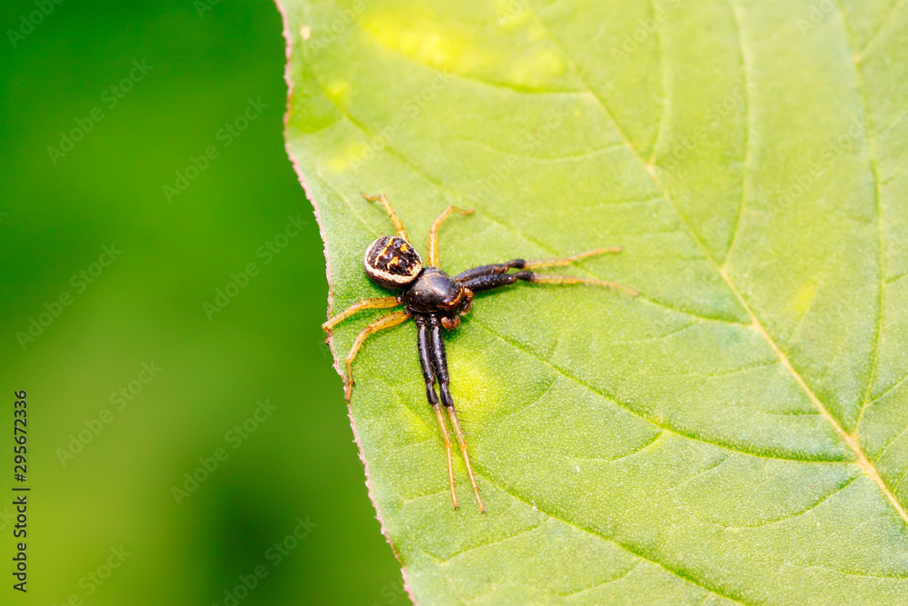 jumping spider on plant