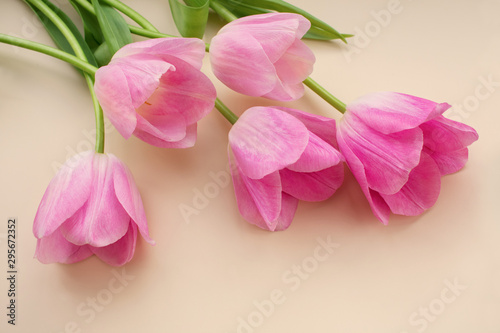 The tulips with beautiful buds of pink color lie on a beige background © Paul Raven