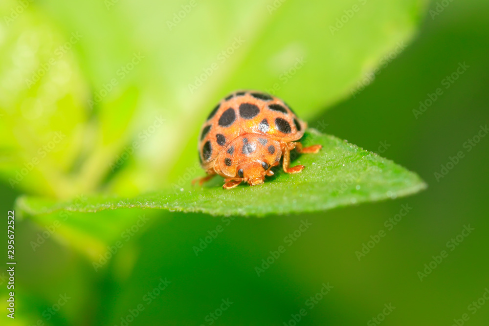 Epilachna vigintioctopunctata on plant Epilachna vigintioctopunctata on plant