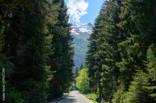 Wallpaper Mural Asphalt road through pine forest to the great mountain. Scenic landscape, sunny summer day. Torontodigital.ca