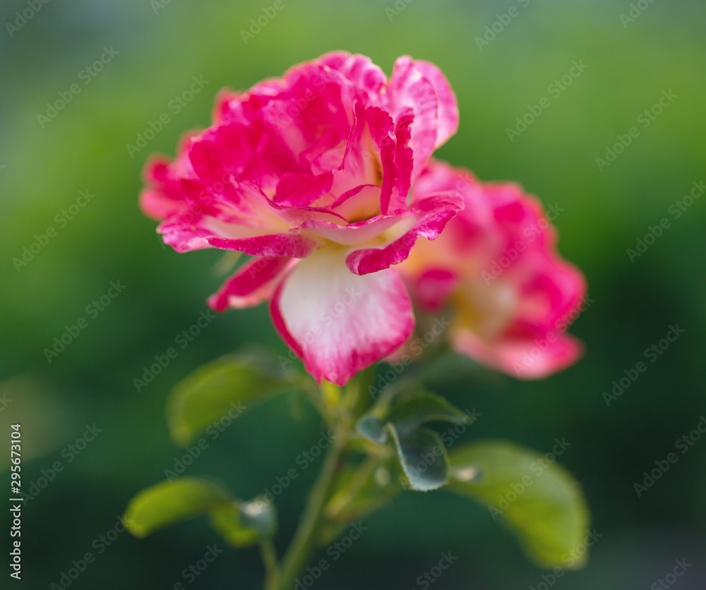 Rose flowers photographed close-up. Ornamental vegetation in the garden.