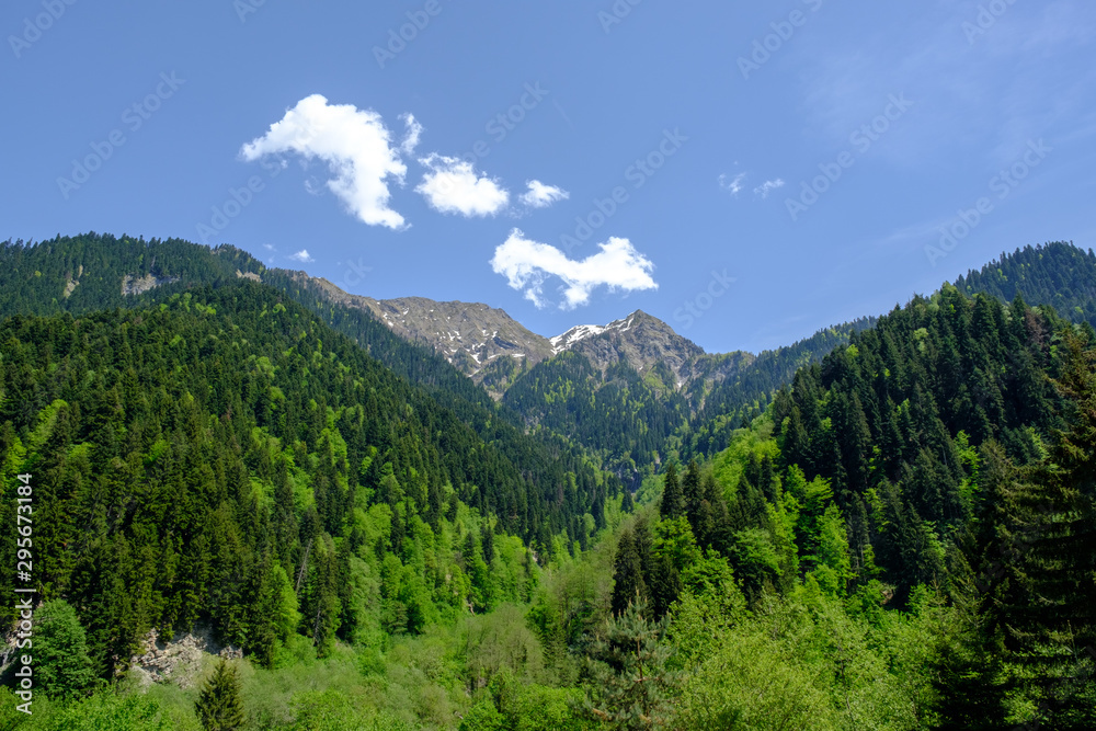 Obraz premium Mountain summer landscape, meadow with pine trees among the green grass, the snow lie on peak of mountain range. Scenic view. Georgia country, Racha region.