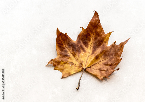 dry leaves on the table