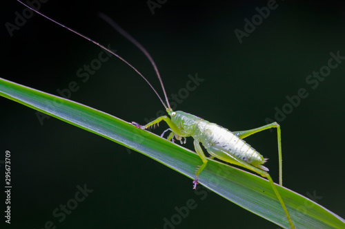 longhorned grasshoppers nymphs © YuanGeng