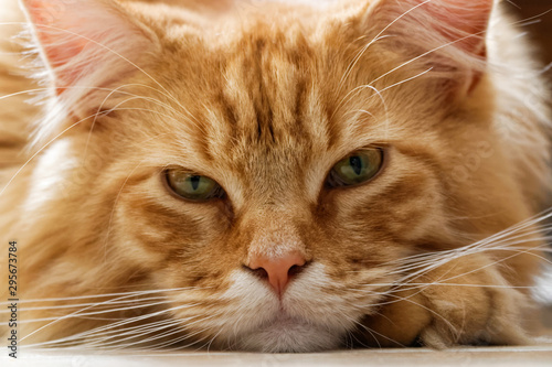 Chat Maine Coon en gros plan