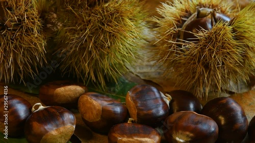 sweet chestnuts with curly on green chestnut tree leaves, wheel on wood. Typical autumnal fresh fruit rotates on wooden background, close-up of forest crop. 4K UHD Video.