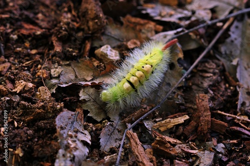 Raupe des Buchen-Streckfußes (Calliteara pudibunda) photo