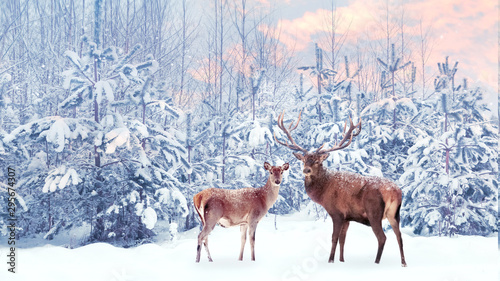 Family of noble deer in a snowy winter forest at sunset. Christmas fantasy image in blue, pink  and white color. Snowing. © delbars