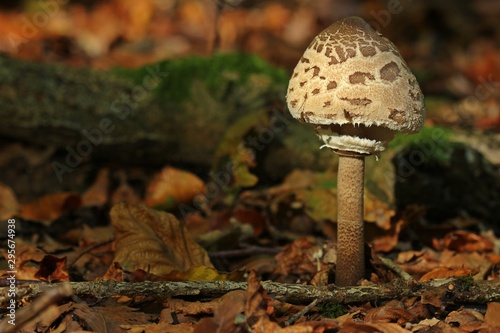 Parasol-Schirmpilz (Macrolepiota procera) photo