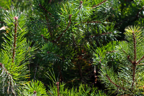 Sunlit green spruce bunches background. 
