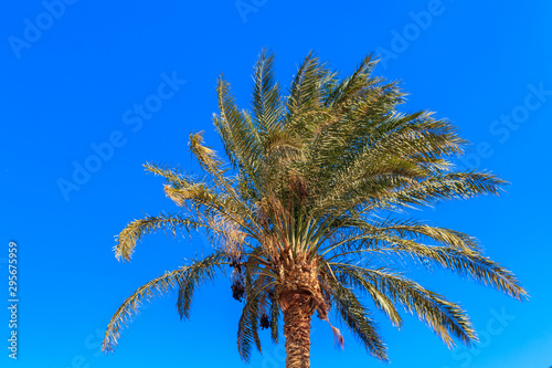 Palm tree on the blue sky background