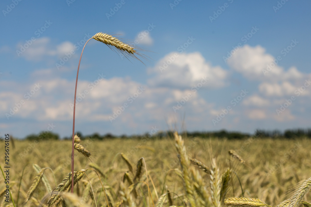 Obraz premium Getreide im Juni am Rande von Berlin