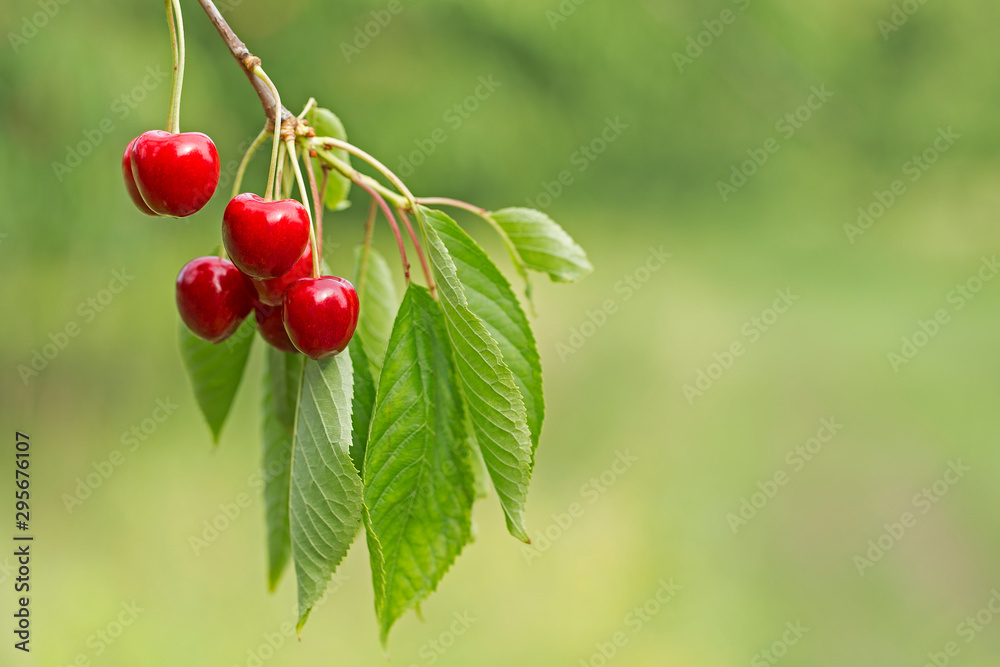 Obraz premium Sweet cherry red berries on a tree branch close up. Selective focus. Close-up of the fruits of a large dark red ripe sweet cherry on a branch in the garden against the background of bright green.