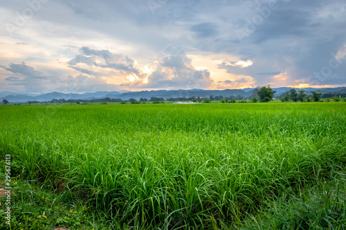  Sunset light in the green field.