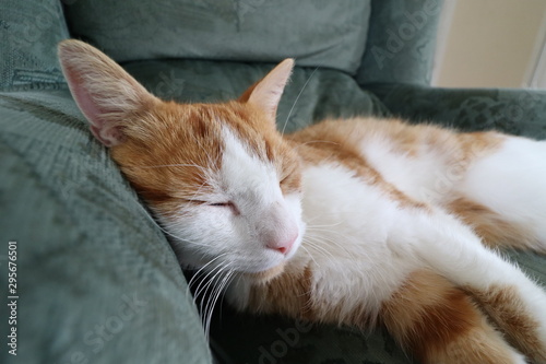 Ginger Tom Cat Sleeping on Green Armchair
