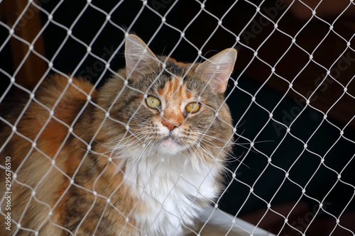 A longhair cat behind a net