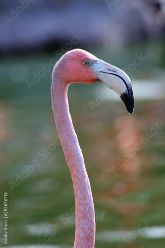 Close-up of a common flamingo