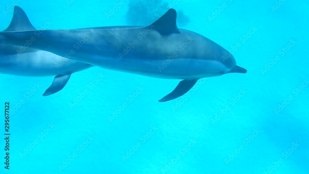 A lot of dolphins swimming in the Red Sea, near the dolphin reef. Egypt A lot of dolphins swimming in the Red Sea, near the dolphin reef. Egypt