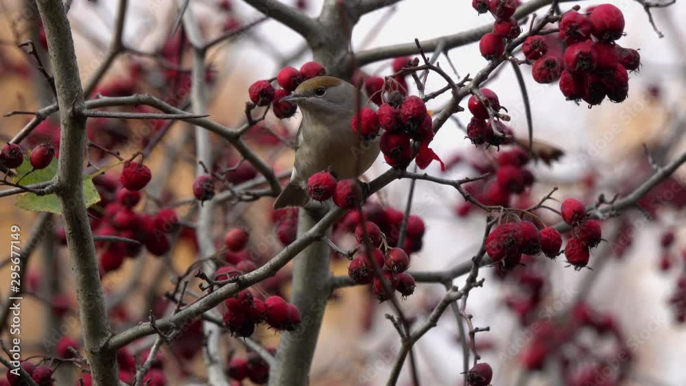 Bird Eurasian Blackcap (Sylvia atricapilla) feasts on red berries on a bush of Common Hawthorn (Crataegus oxyacantha). Autumn, city park Bird Eurasian Blackcap (Sylvia atricapilla) feasts on red berries on a bush of Common Hawthorn (Crataegus oxyacantha). Autumn, city park
