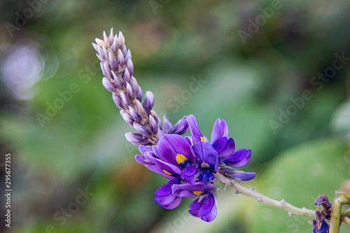 Obraz na plátně Autumn blooming purple arabescens flower kudzu flower closeup