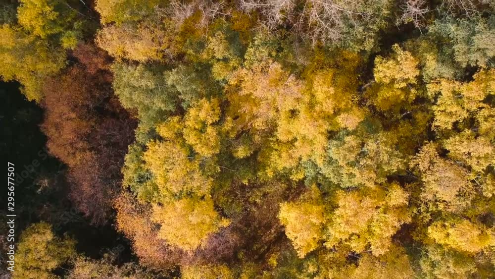 Aerial view: Flying over autumn forest with orange birches Aerial view: Flying over autumn forest with orange birches